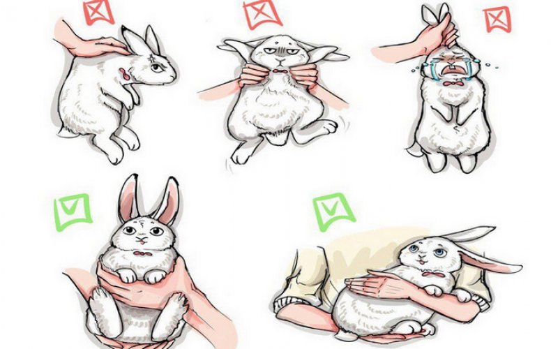 Правильная зайка. Как правильно брать кролика на руки. Как правильно держать кролика. Кролик на руках. Заяц в руках.